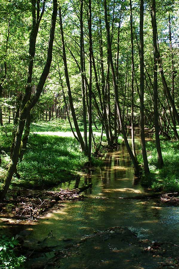 Bory Tucholskie - Struga Siedmiu Jezior 