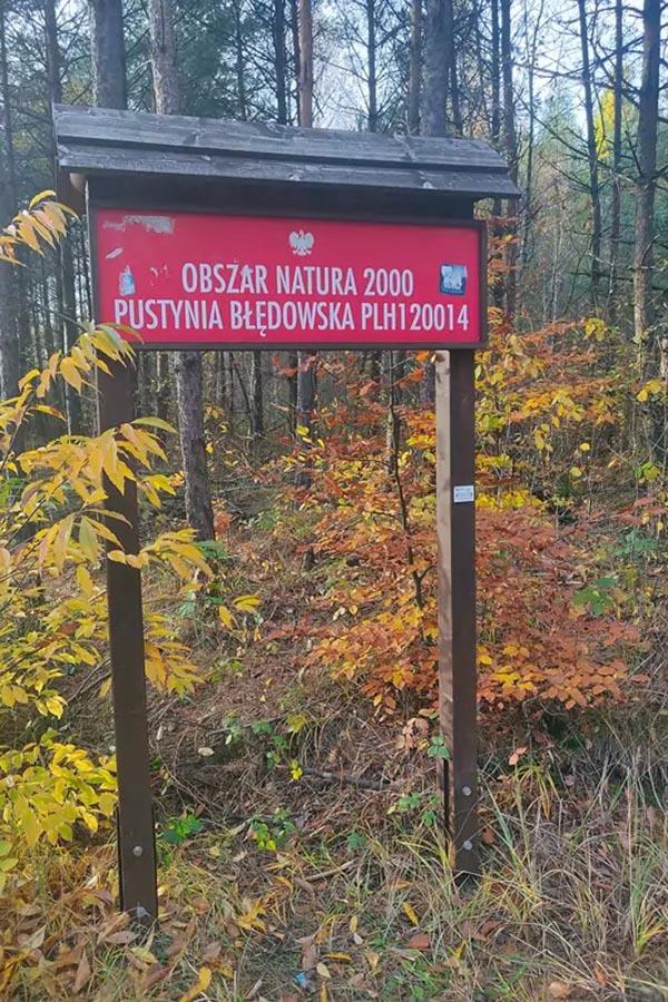 Znaczną część terenu Pustyni Błędowskiej porastają lasy.