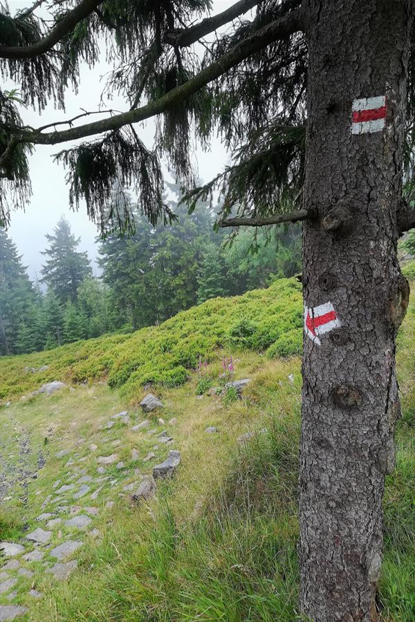 Szlaki w Górach Izerskich bywają strome, choć przeważają wygodne dukty.