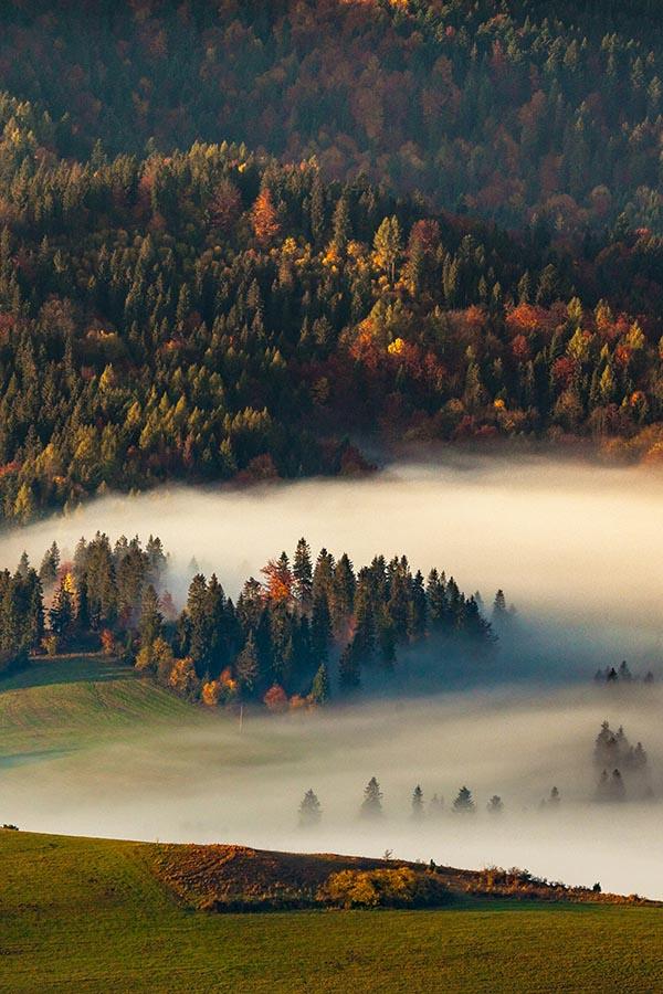 Jesienny las w Pieninach zachwyca kolorami drzew, od żółci po głębokie czerwienie.