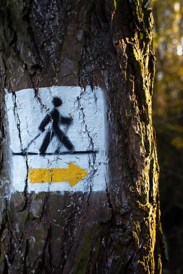 Na terenach rekreacyjnych wokół miast pojawia się coraz więcej przygotowanych dla miłośników nordic walkingu tras.