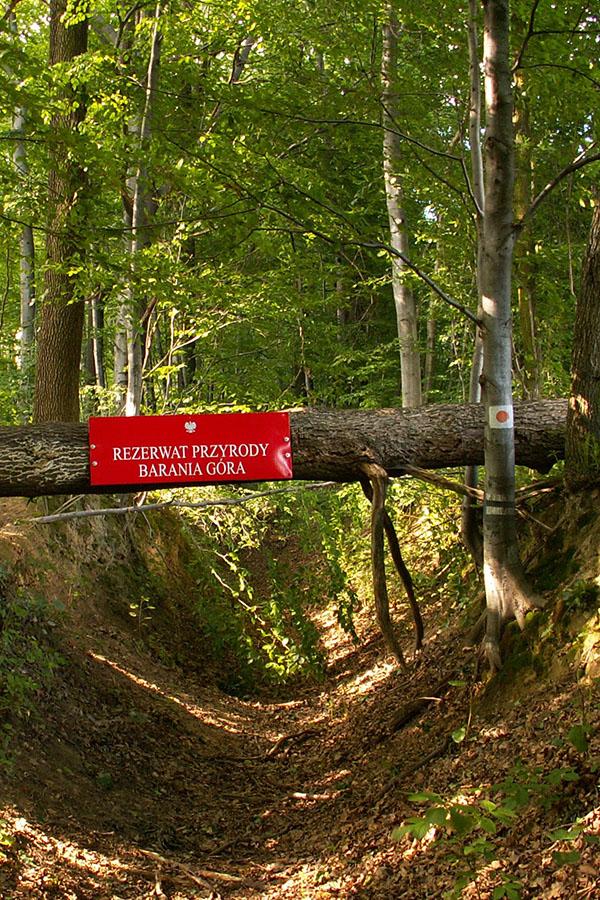 Taki znak oznacza, że na ten szlak na Baranią Górę nie można wchodzić z psem.