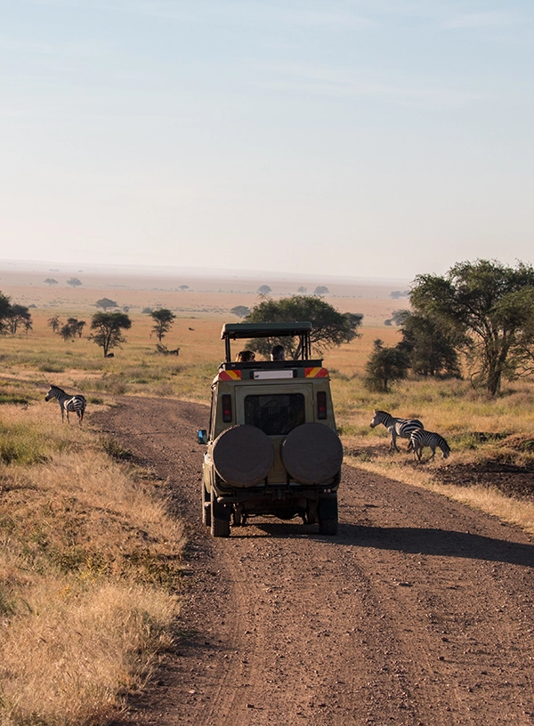 Safari