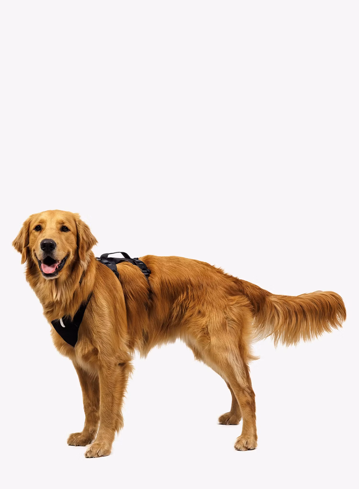 Szelki dla psa Ruffwear Ridgeline Harness - obsidian black