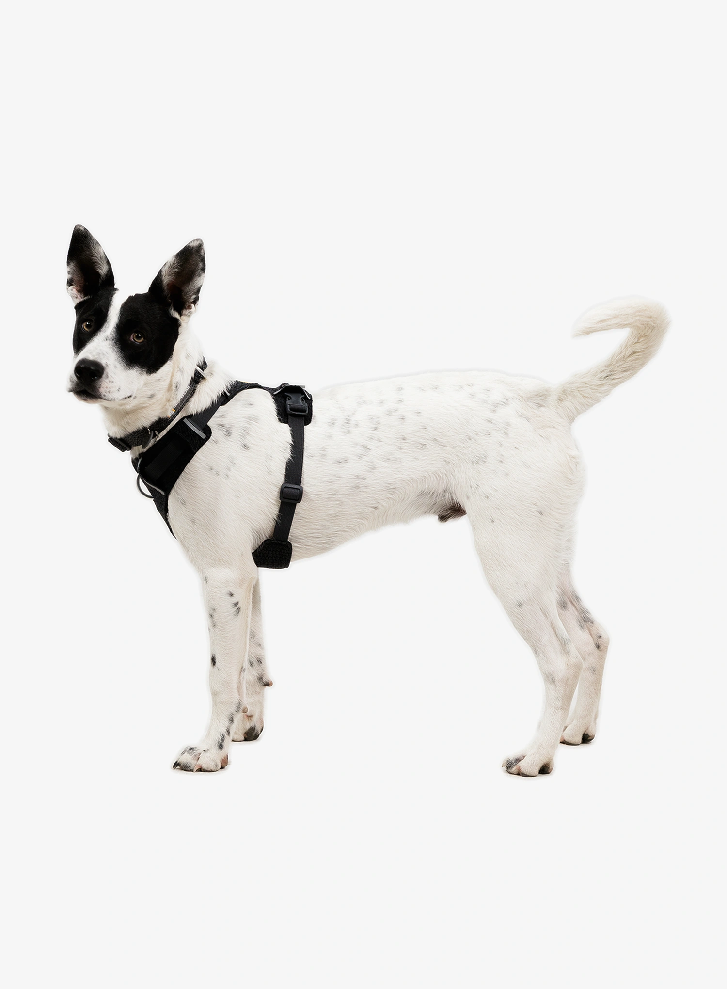 Szelki dla psa Ruffwear Front Range Flex Harness XS  - basalt gray