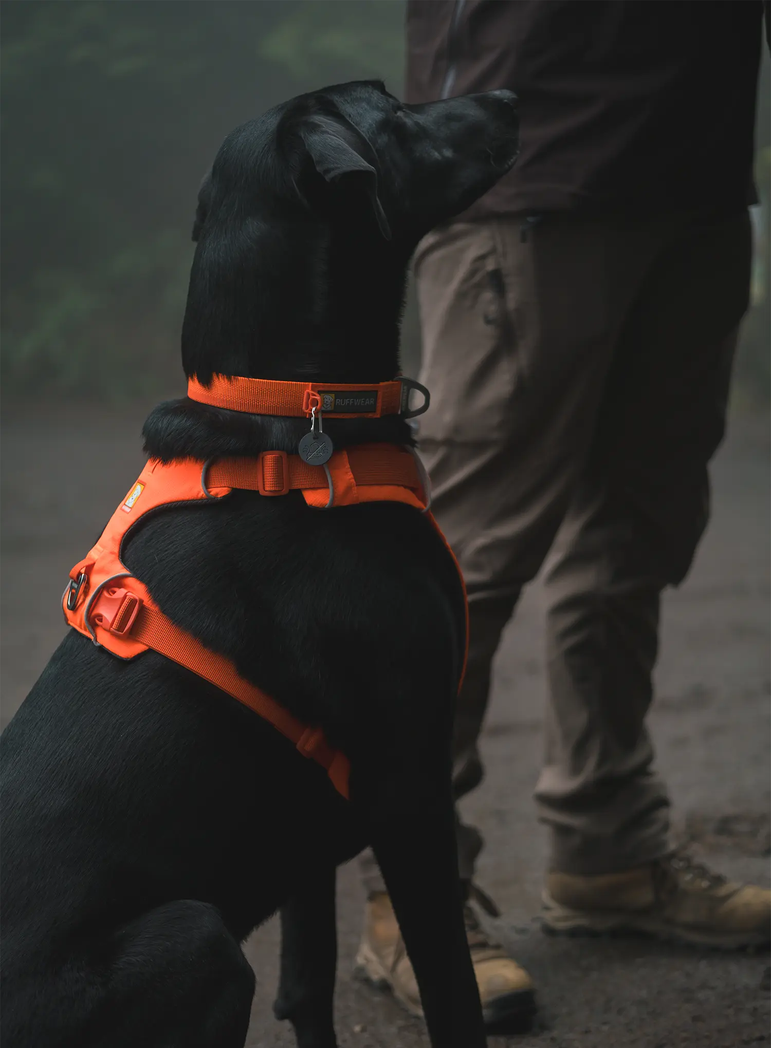 Szelki dla psa Ruffwear Web Master Harness - blaze orange