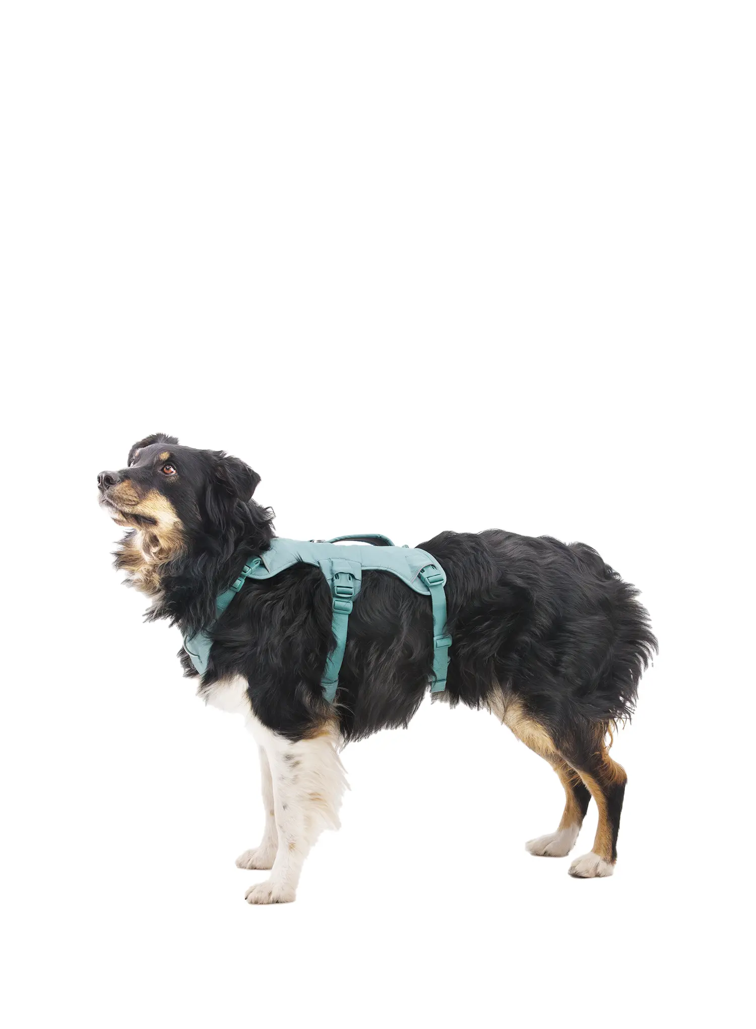 Szelki dla psa Ruffwear Web Master Harness - river rock green